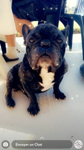 Photo de galerie - Garde chien