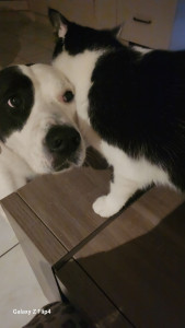 Photo de galerie - Garde animaux