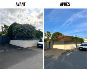 Photo de galerie - Intervention complète de taille et de remise en forme : coupe des palmes du palmier, réduction du laurier, taille de l’elaeagnus et harmonisation des hauteurs avec les bambous existants