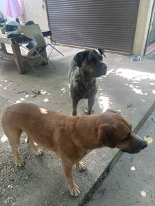 Photo de galerie - Garde de deux chiens 