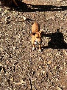 Photo de galerie - Garde animaux