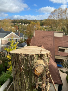 Photo de galerie - Coupe d’arbre en dessus de la maison 