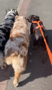 Photo de galerie - Balade de toutous