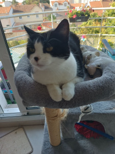 Photo de galerie - Garde animaux