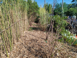 Photo de galerie - Coupe des bambous envahissants