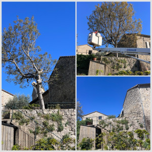 Photo de galerie - Elagage et coupe d'arbres