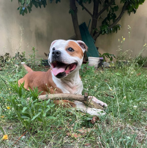 Photo de galerie - Garde d’un staffy 