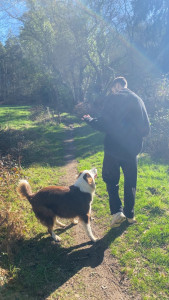 Photo de galerie - Promenade avec Vasco, Berger Australien d'un an