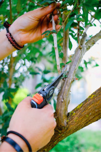 Photo de galerie - Taille de saison de vos arbustes et fleurs 