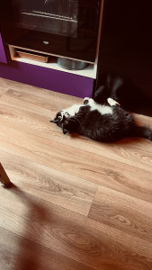 Photo de galerie - Garde chat