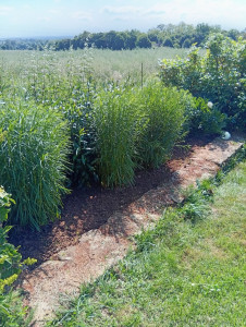 Photo de galerie - Désherbage de massif 
