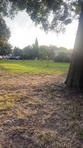 Photo de galerie - Tonte de pelouse - Débroussaillage