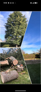 Photo de galerie - Elagage et coupe d'arbres