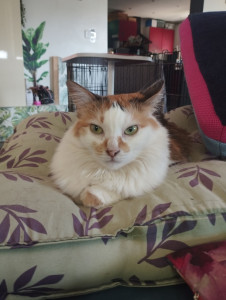 Photo de galerie - Garde chat