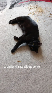 Photo de galerie - Mon chat, qui s'entend très bien avec les autres animaux 