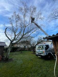Photo de galerie - Elagage et coupe d'arbres