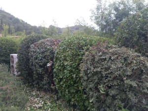 Photo de galerie - Taille de haies et d'arbustes