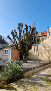 Photo de galerie - Coupe de arbre 