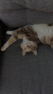 Photo de galerie - Mirabelle, le chat des parents de Morgane