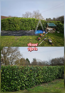 Photo de galerie - Taille de haies et d'arbustes