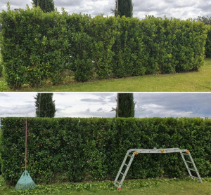 Photo de galerie - Taillages de haies