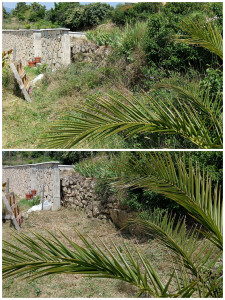 Photo de galerie - Tonte de pelouse - Débroussaillage