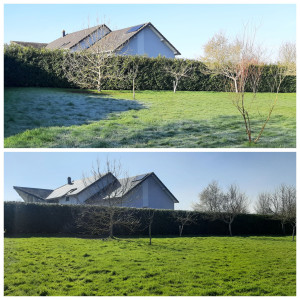 Photo de galerie - Taille de haies et d'arbustes