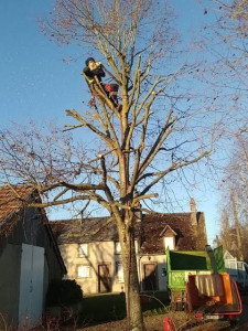 Photo de galerie - Abattages 