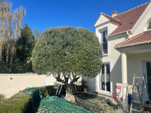 Photo de galerie - Taille de printemps 3/3 