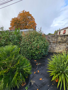 Photo de galerie - Taille d'arbustes en boule 