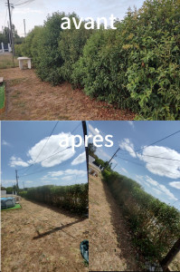 Photo de galerie - Bonjoiur. Voici un chantier effectué au bois de la pierre le 17/07/2025. taille de haie 