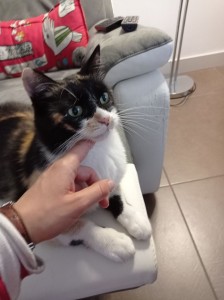 Photo de galerie - Garde animaux