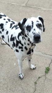 Photo de galerie - Mon chien, un dalmatien de 6 ans, Pongo