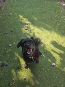 Photo de galerie - Garde chien