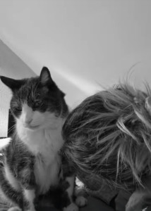 Photo de galerie - Mon filou, qui à partagé 18 ans de ma vie ?