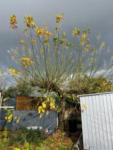Photo de galerie - Paysagiste - Aménagement du jardin