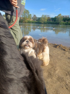 Photo de galerie - Je propose mes services de garde de chien