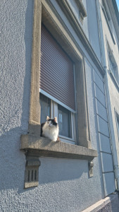 Photo de galerie - La belle Cookie m'accueille tout en surveillant la rue.
