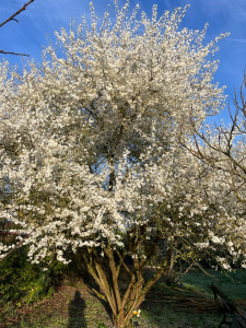 Photo de galerie - Elagage d’un prunier 