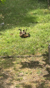 Photo de galerie - Garde chien 15 j