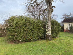 Photo de galerie - Taille de haies et d'arbustes