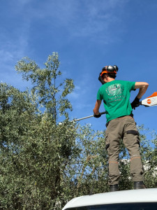 Photo de galerie - Taille d’un Olivier