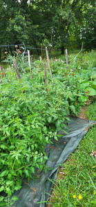 Photo de galerie - Tomates du jardin