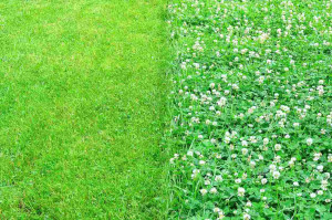 Photo de galerie - Tonte de pelouse - Débroussaillage