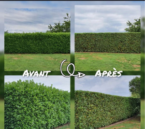 Photo de galerie - Taille de haies et d'arbustes