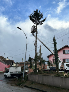Photo de galerie - Elagage et coupe d'arbres