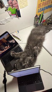 Photo de galerie - Garde chat