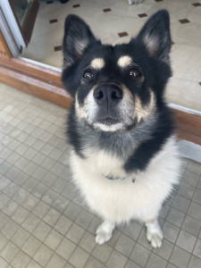 Photo de galerie - Mon petit chien vanille 