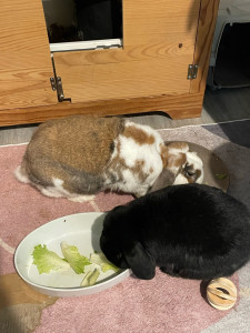 Photo de galerie - Avec Berthe et Raymond les lapins malicieux 