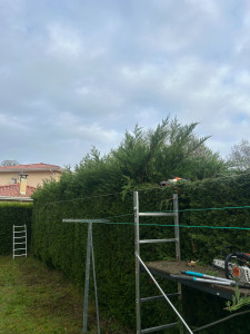 Photo de galerie - Rabattage de haie 